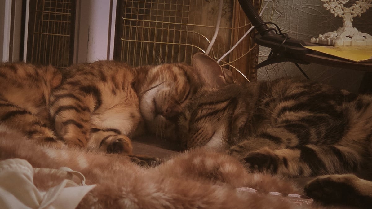 Cats napping at home in Pavlodar on a quiet evening