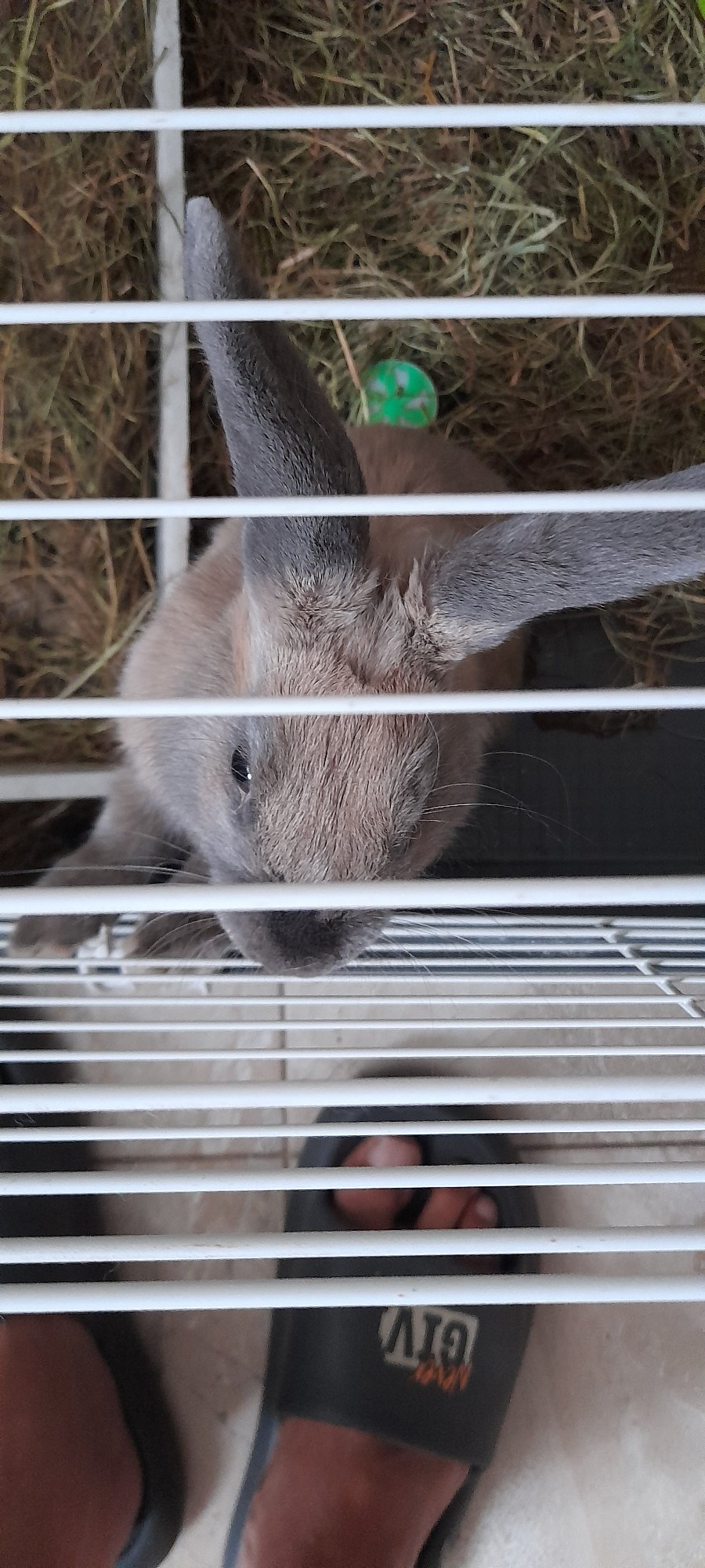 Pet rabbits at home, from newborn litter to adult feeding