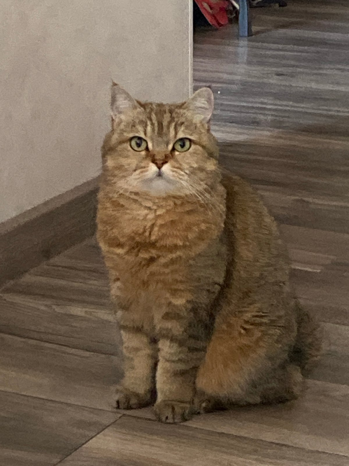Quiet morning at home with a golden cat in Krasnodar