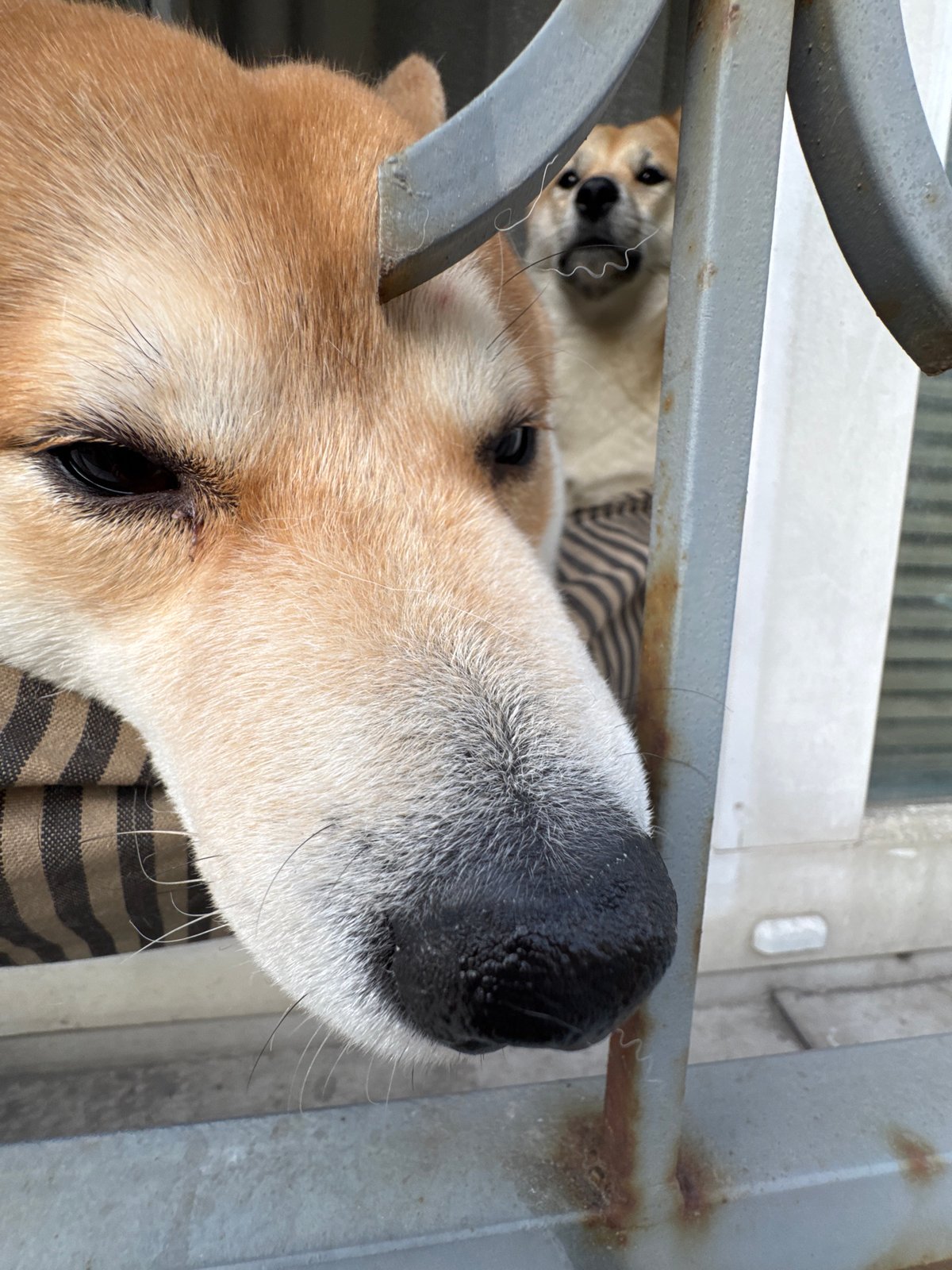 Shiba Inu dogs spotted behind security gates in Moscow
