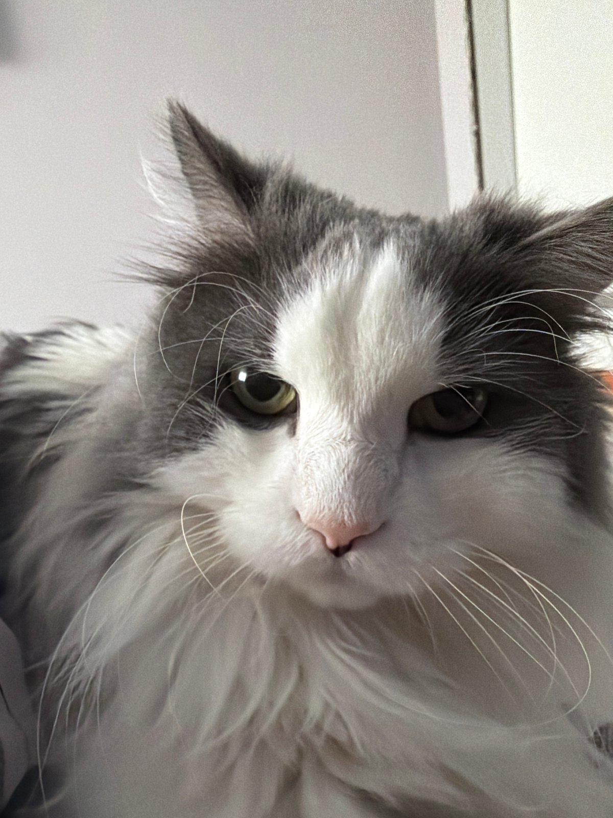 Gray and white cat photographed in Chaikovsky, Russia