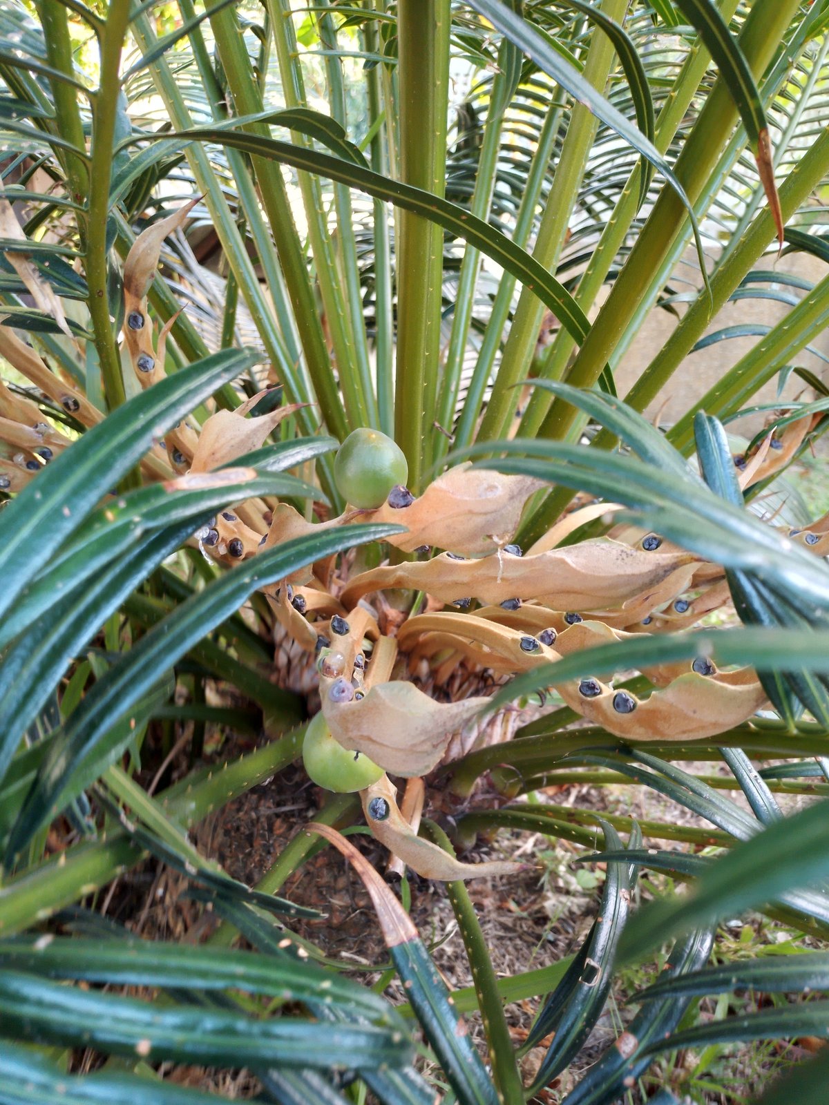 Morning garden and grounds survey at a Baan Mae Nam property