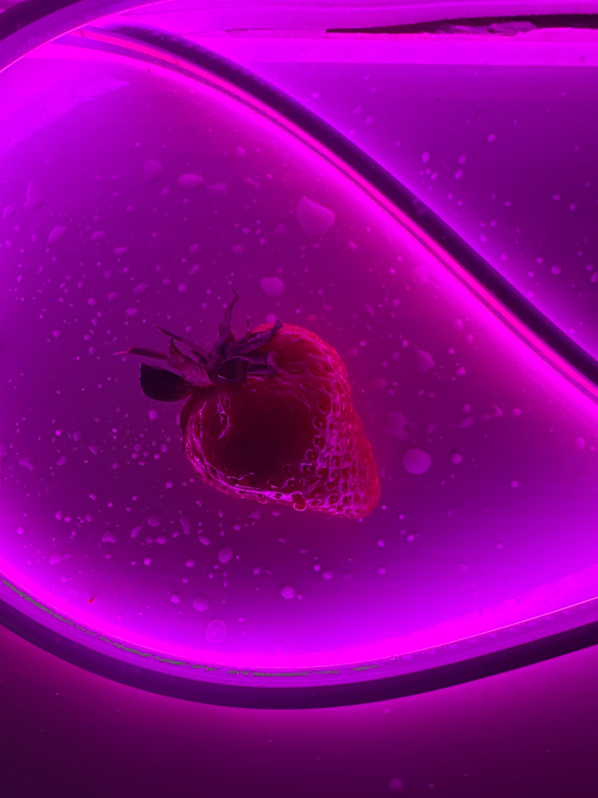 Woman enjoys fresh strawberry in Saint Petersburg restaurant area