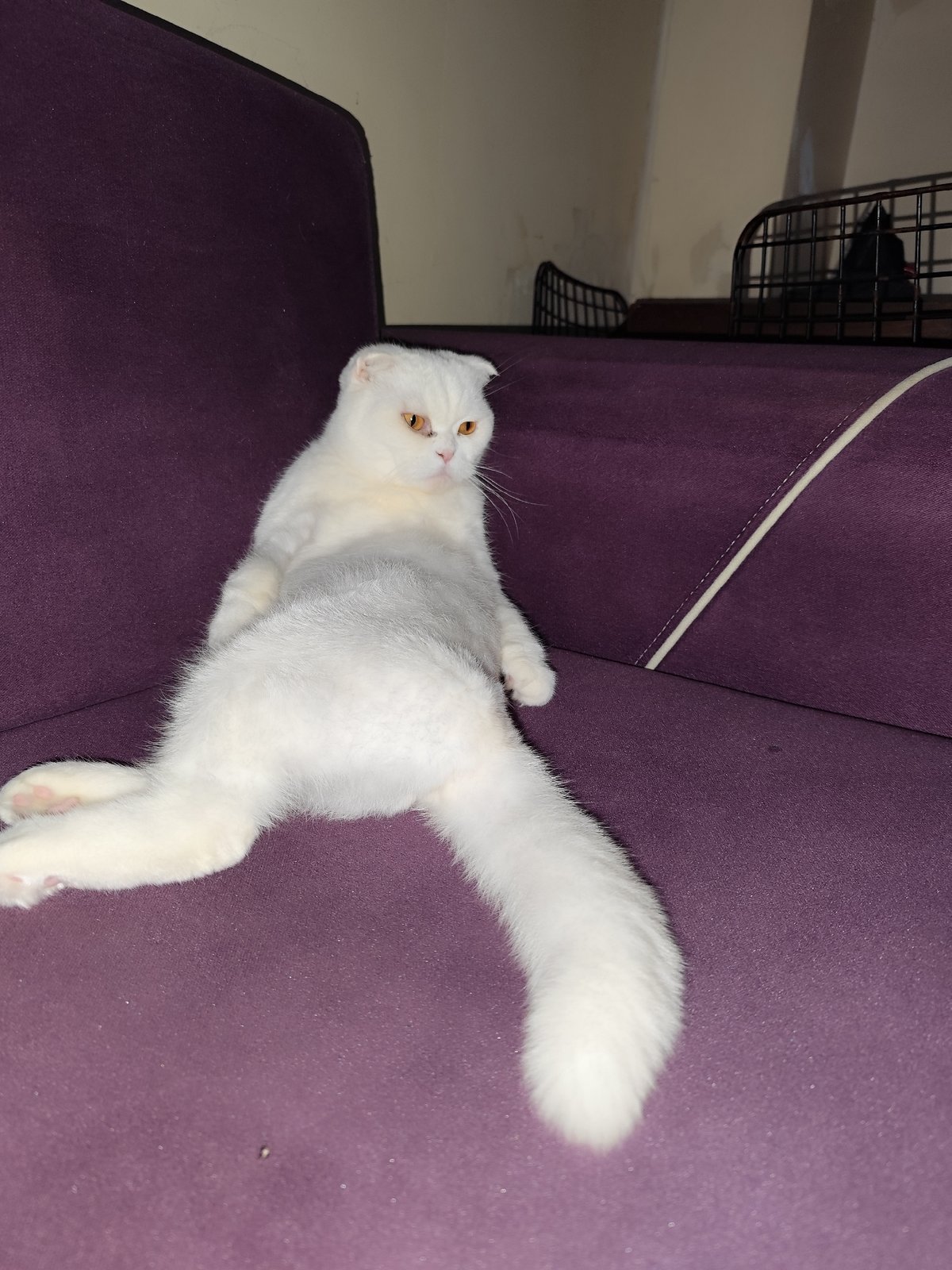 White Scottish Fold cat's evening routine documented in Sarıyer