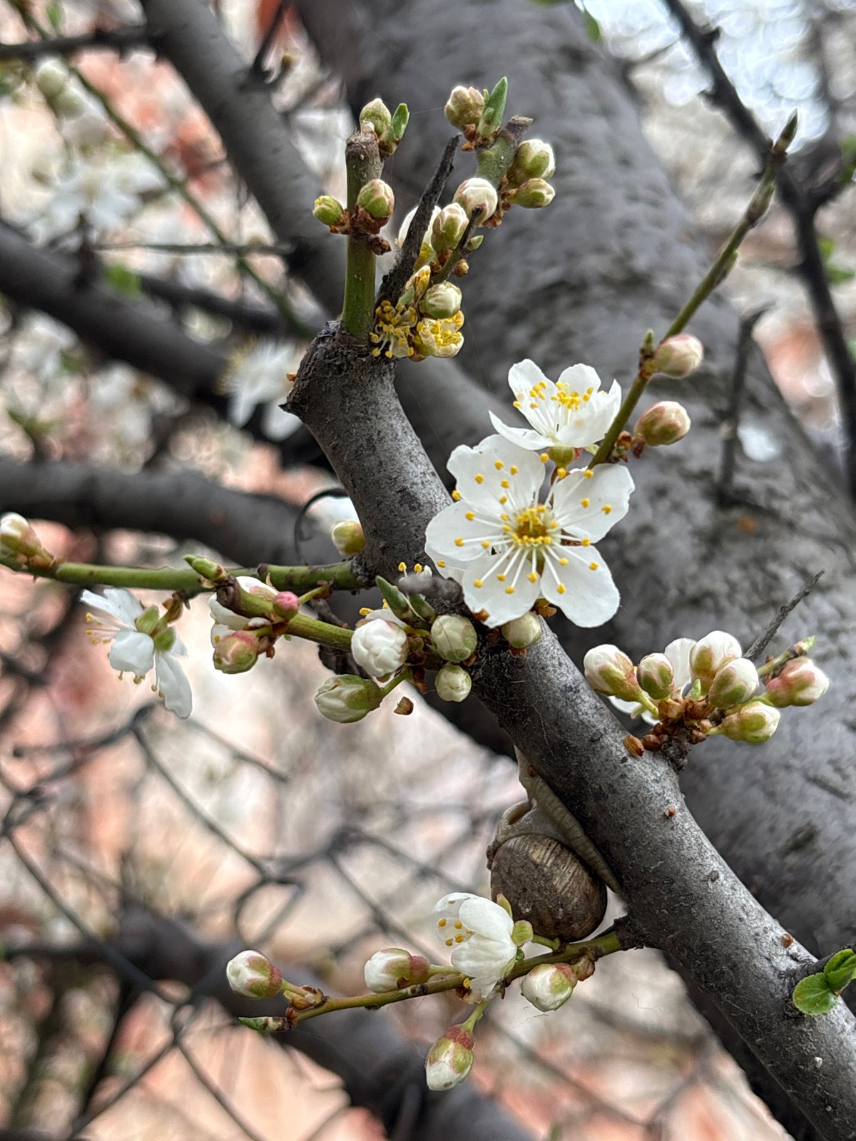 Spring blossoms and vegetation documented across Simferopol, Ukraine