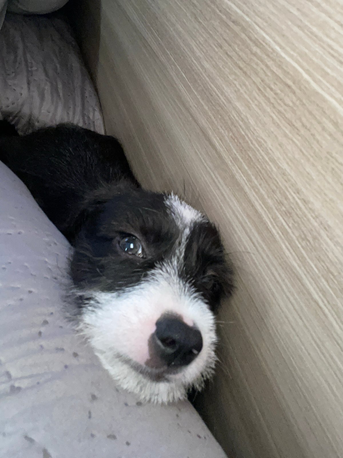 Person and puppy share quiet afternoon moments in Brazil