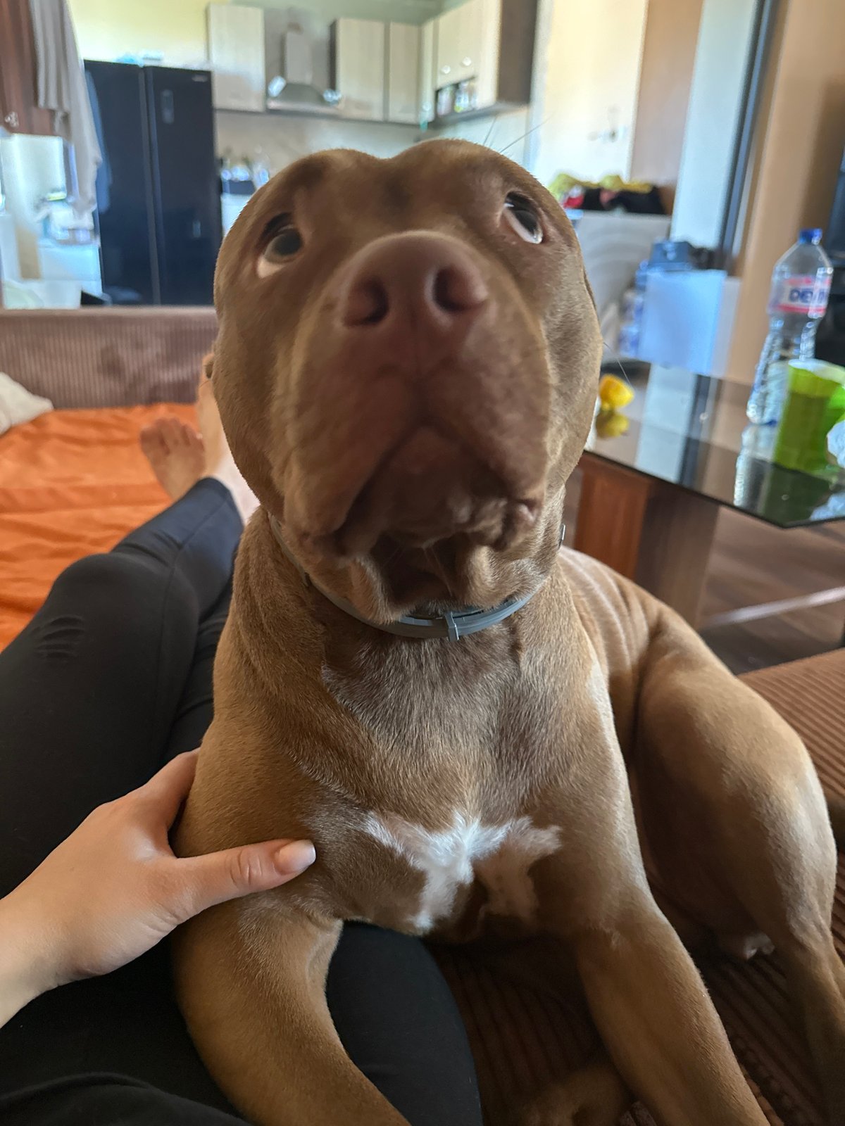 Pit bull-type dog relaxes at home in Malevo, Bulgaria