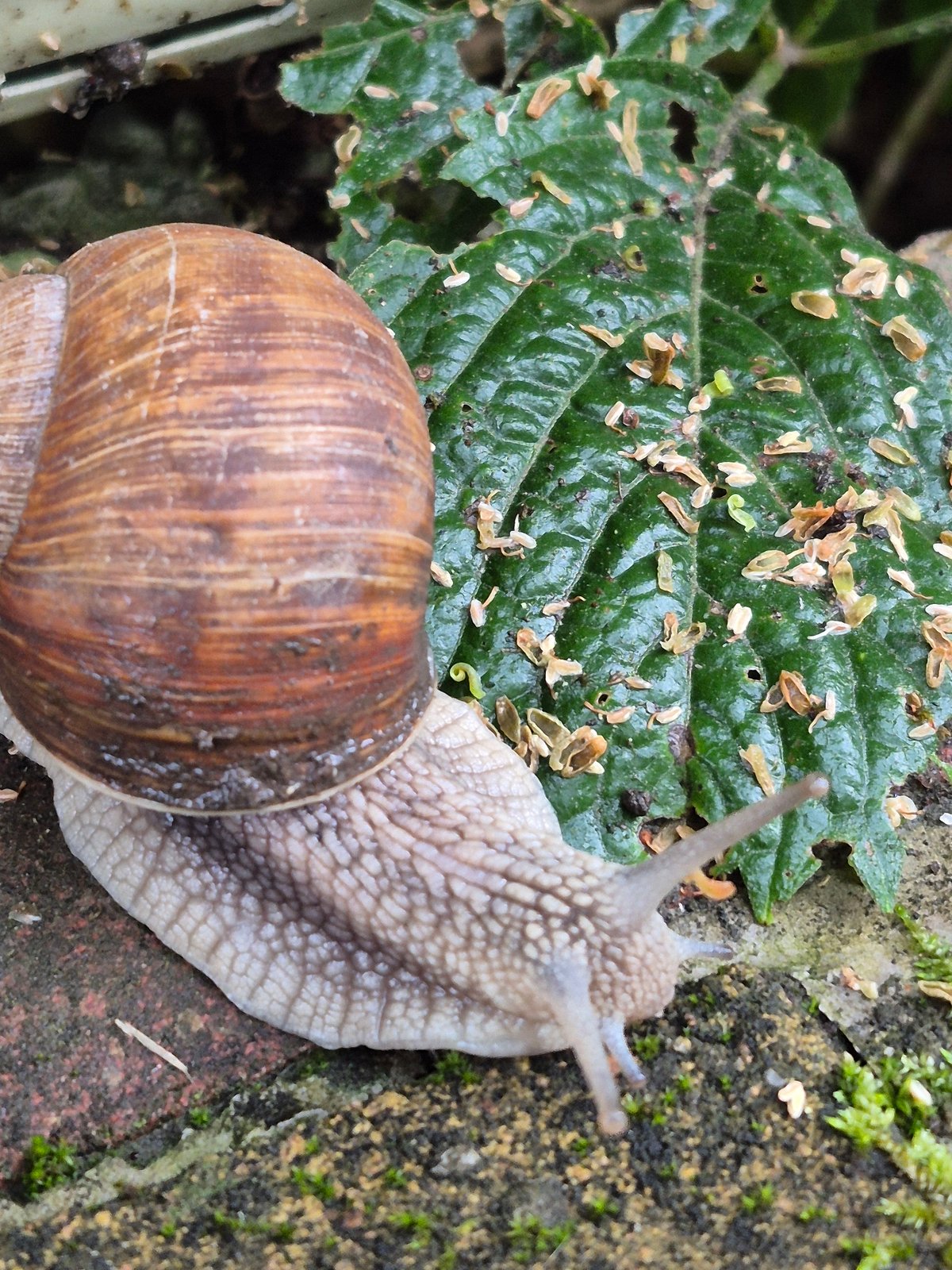 Snails, slugs, and cherries after a summer rain