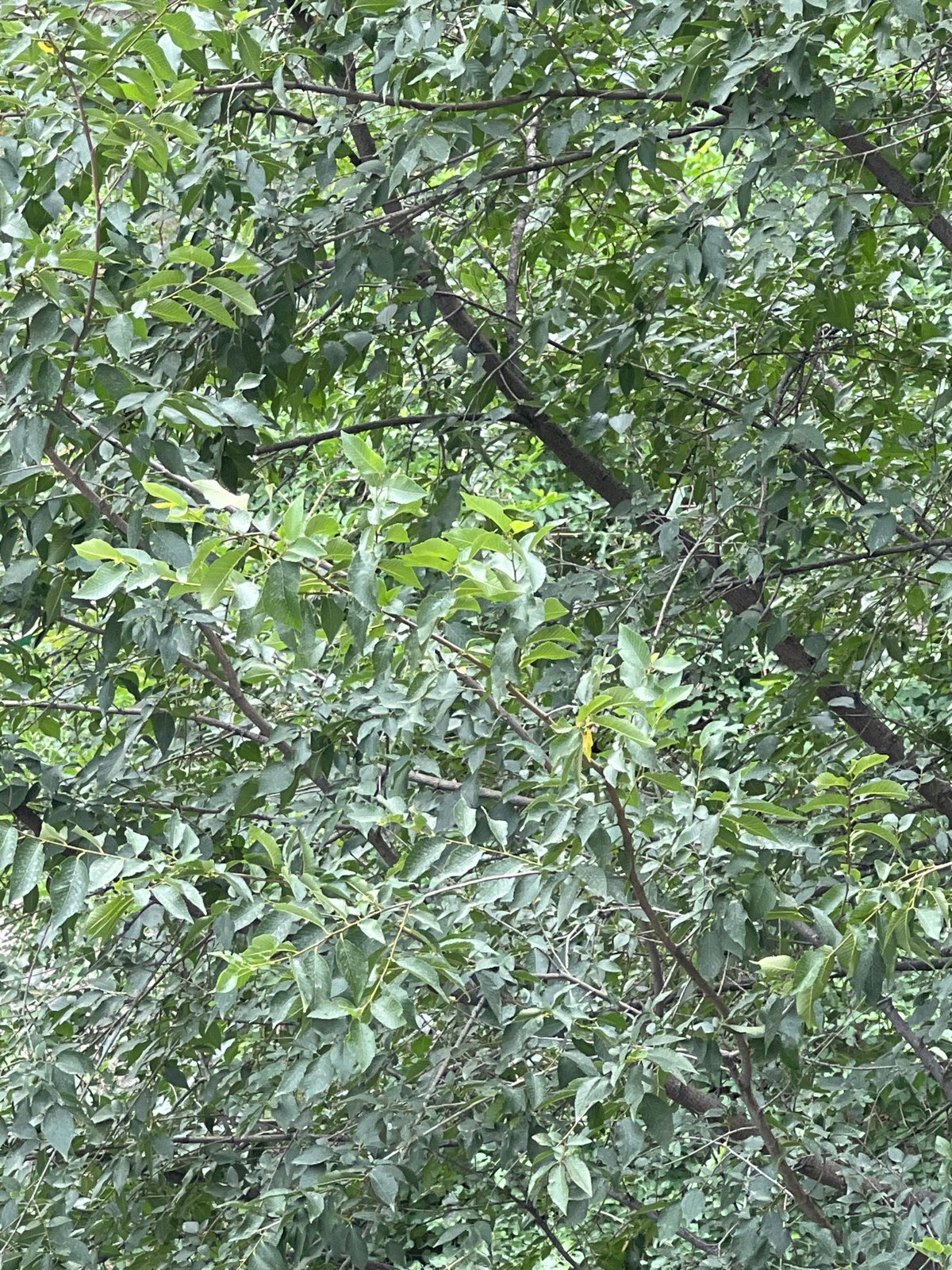 Green scenes from Bishkek — plants, trees, and urban backdrops