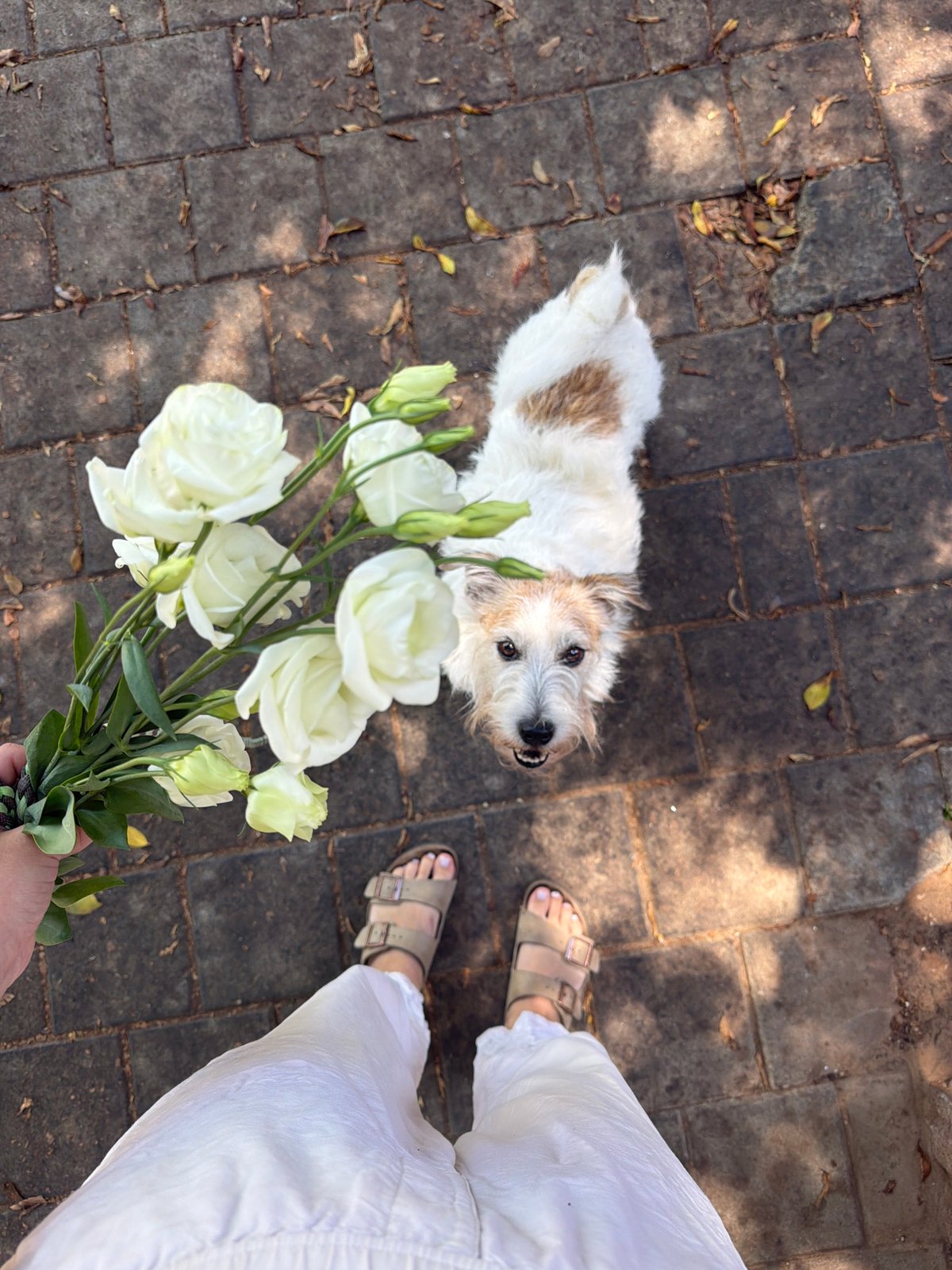 Scruffy dog lounging on a sun-warmed stone path in Tel Aviv