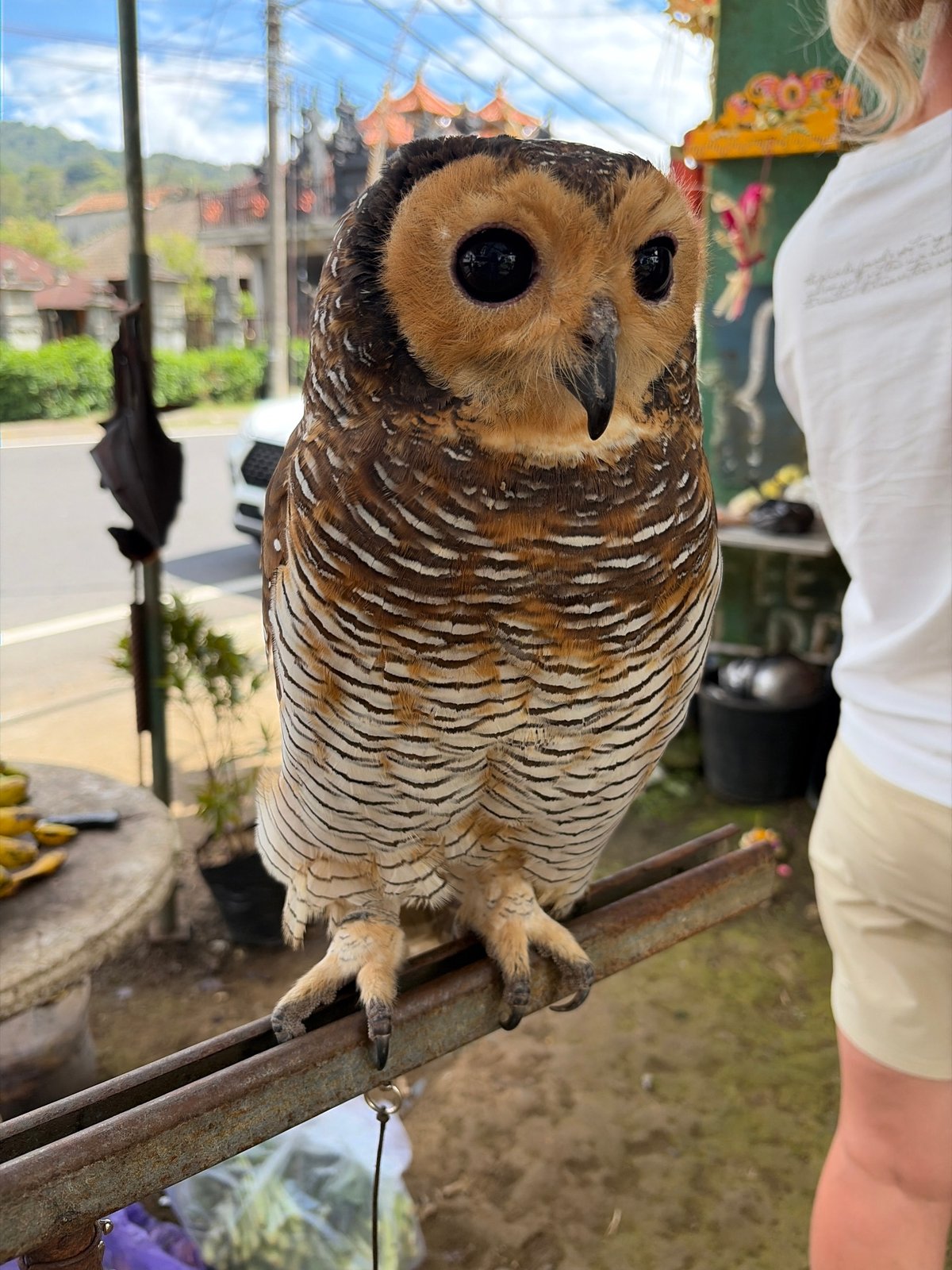 Exotic animals on display at a Baturiti roadside stall