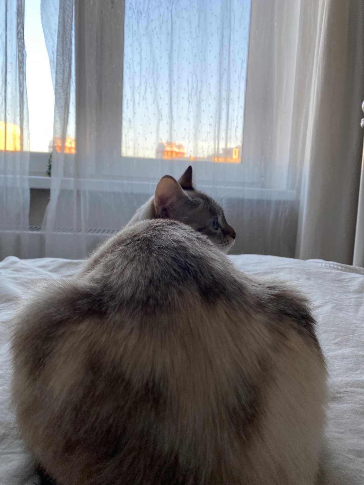 Ordinary moments captured across Yekaterinburg featuring cat, construction, daily life