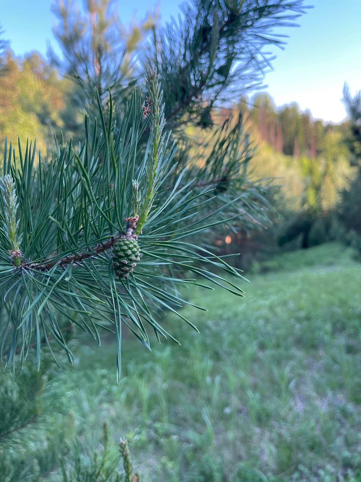 Spring nature documentation session in rural Russia villages