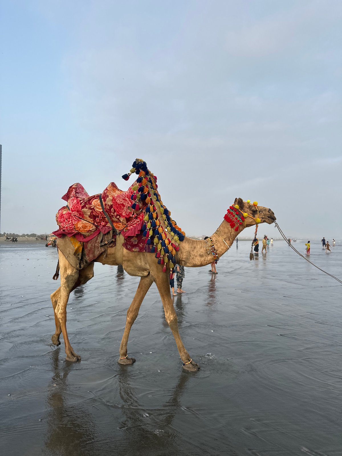 Decorated camels and a horse on Karachi's Sea View beach