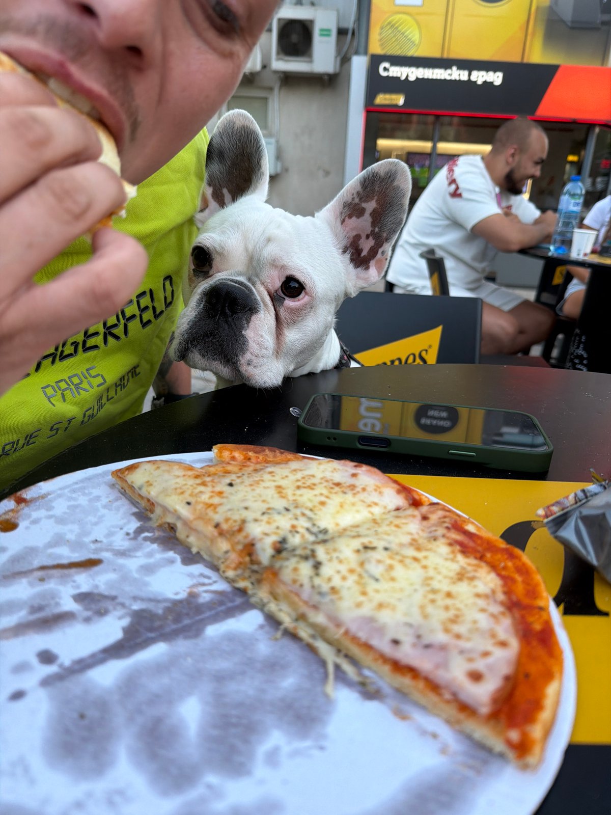 French bulldog eyes a snack in Sofia