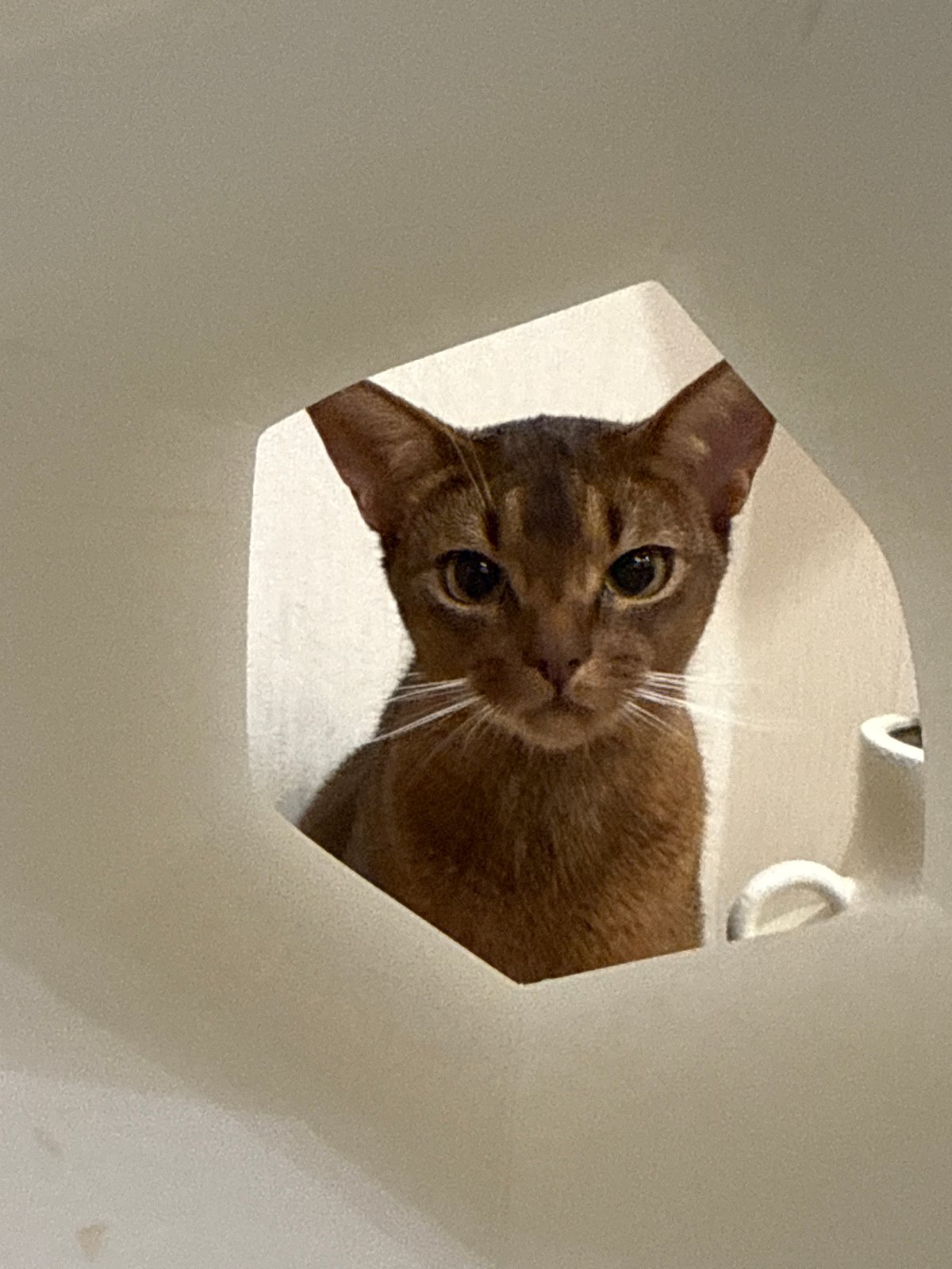 Vinnytsia evening: curious cats indoors, traffic at dusk outside