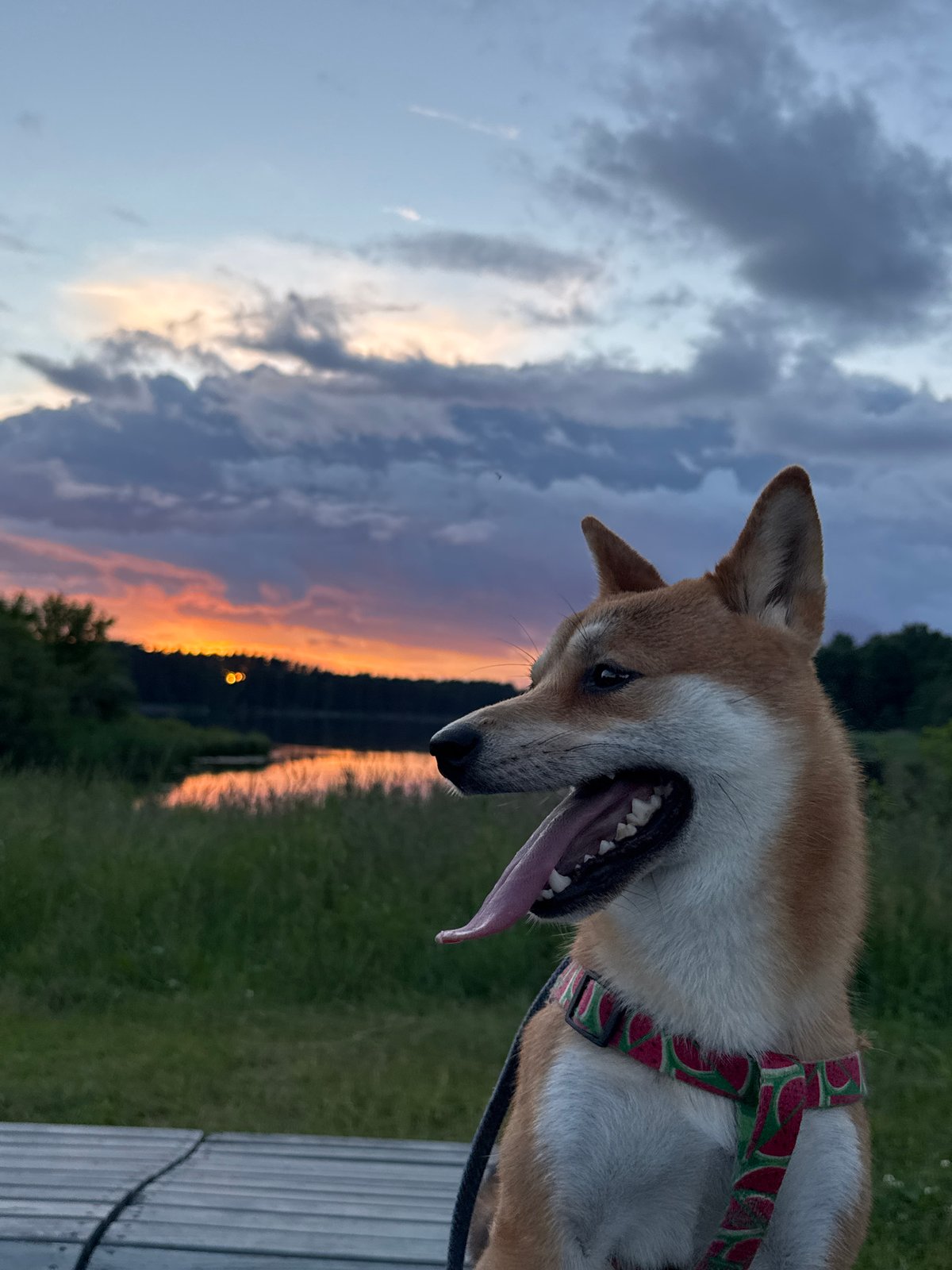 Shiba Inu and a vivid Gauja River sunset in Carnikava