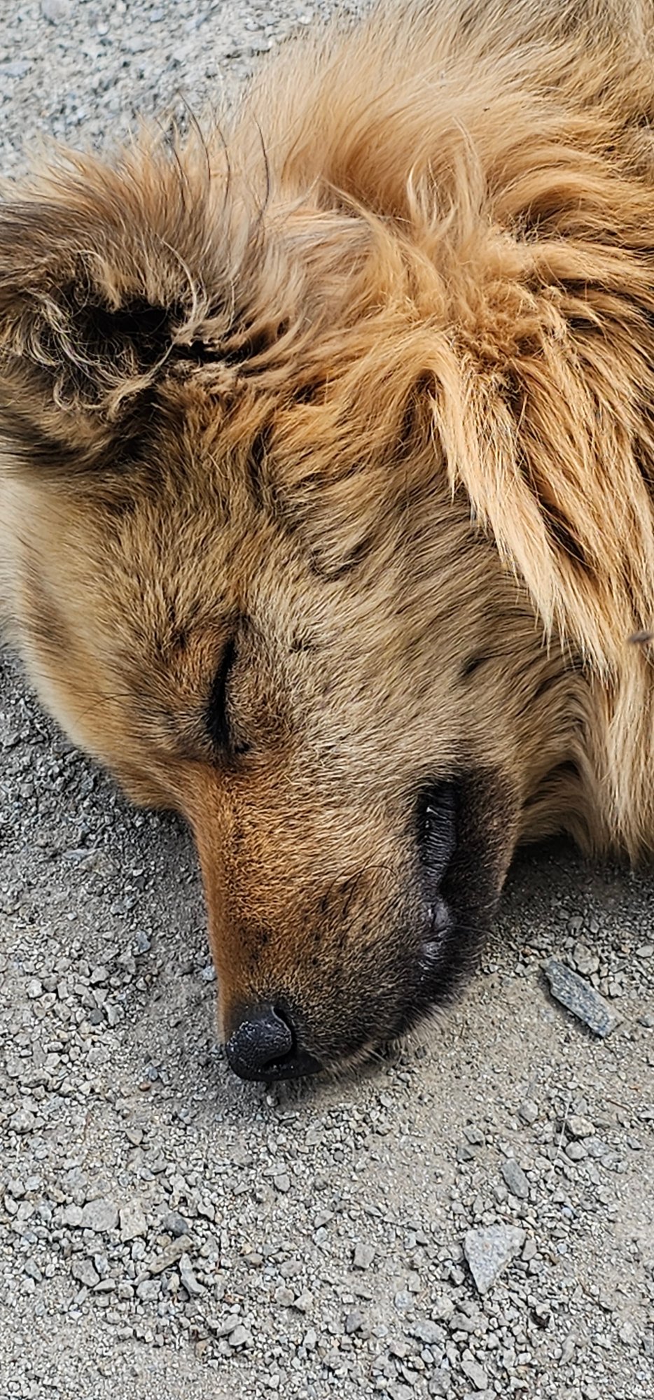 Deceased dog and rocky ground in remote Russia