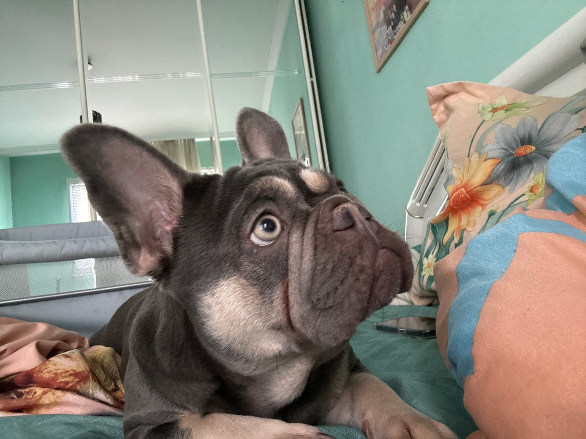 French Bulldog relaxing around the house on a Wednesday morning