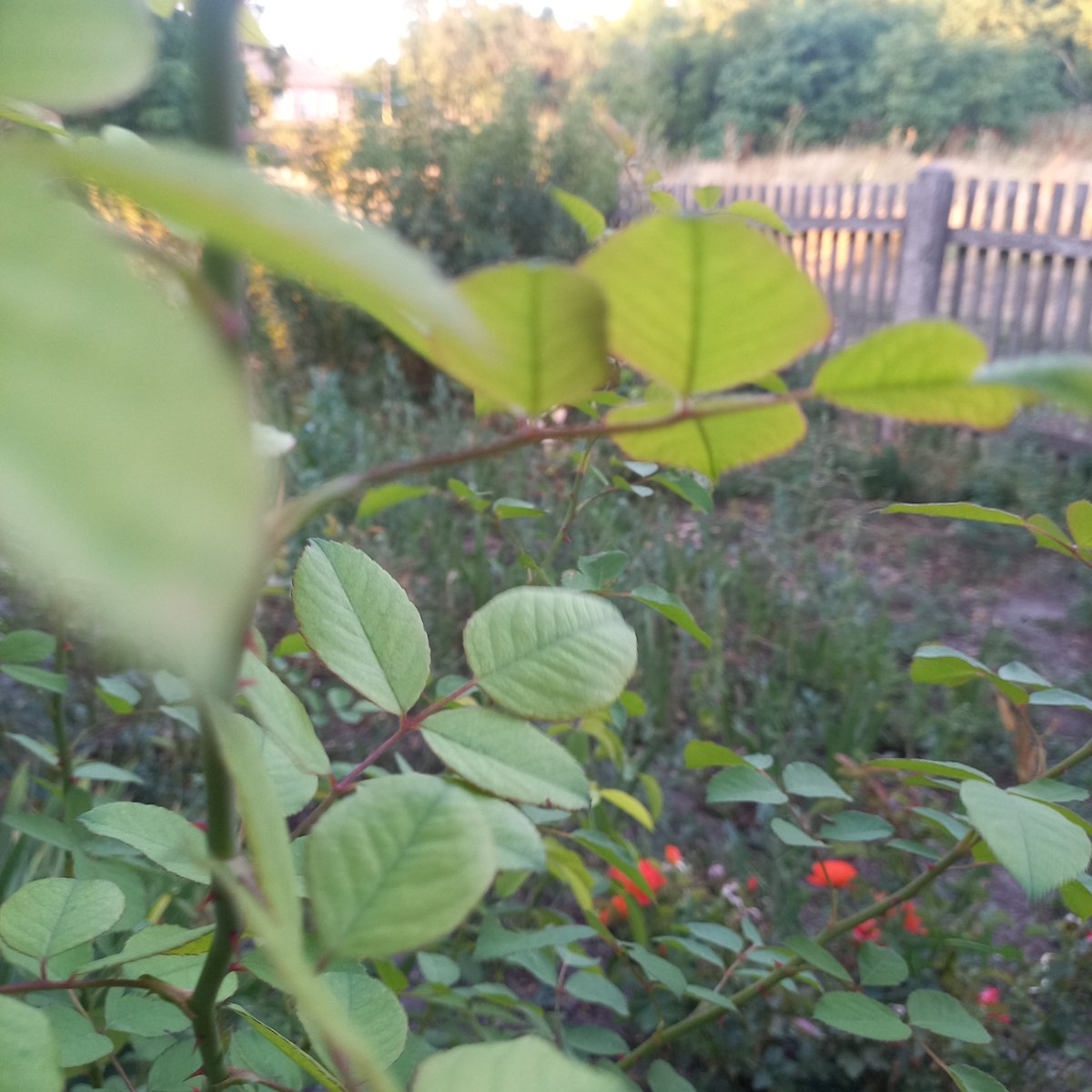Summer afternoon in a Klyntsi backyard — gardens, chickens, and roses