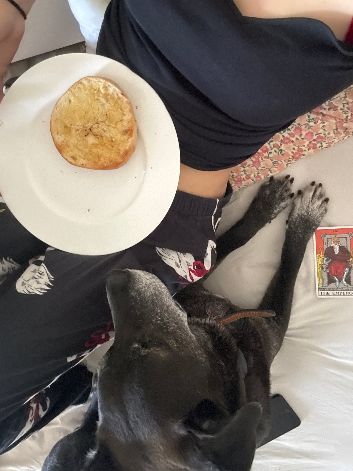 Person shares bed moment with dog, pastry in New York