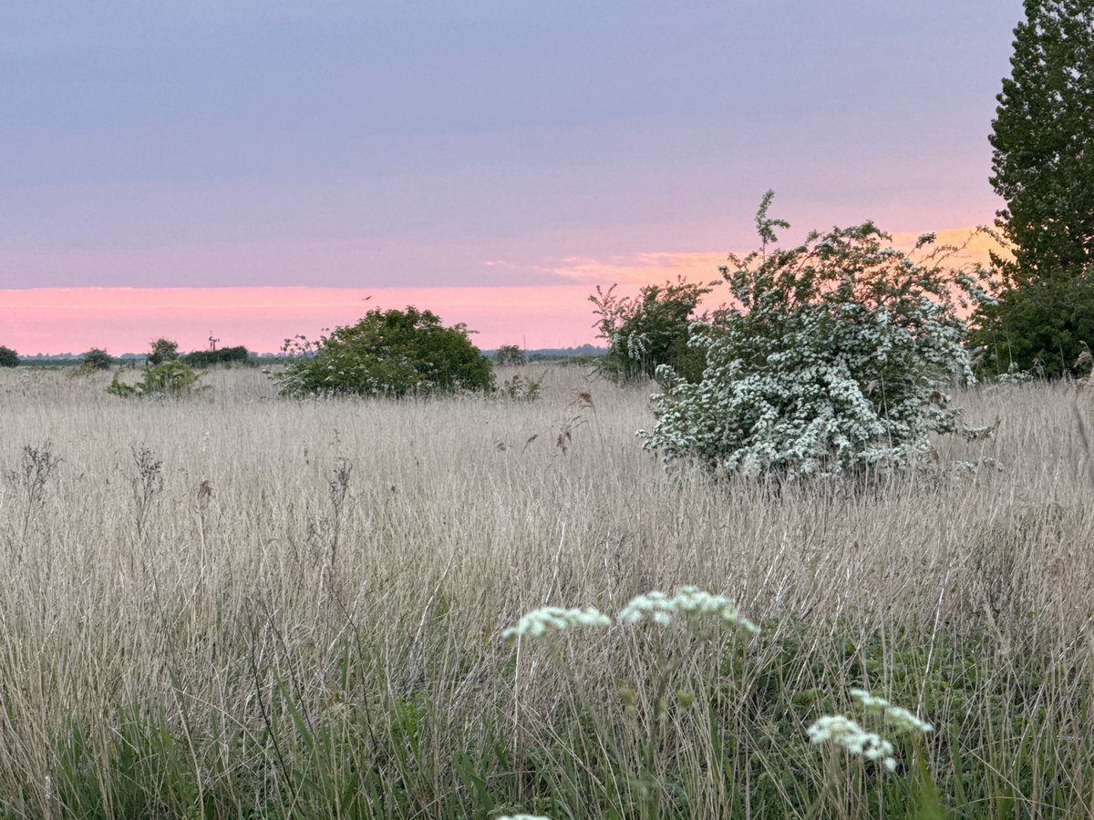 Swan nests peacefully during sunset in Great Yarmouth countryside