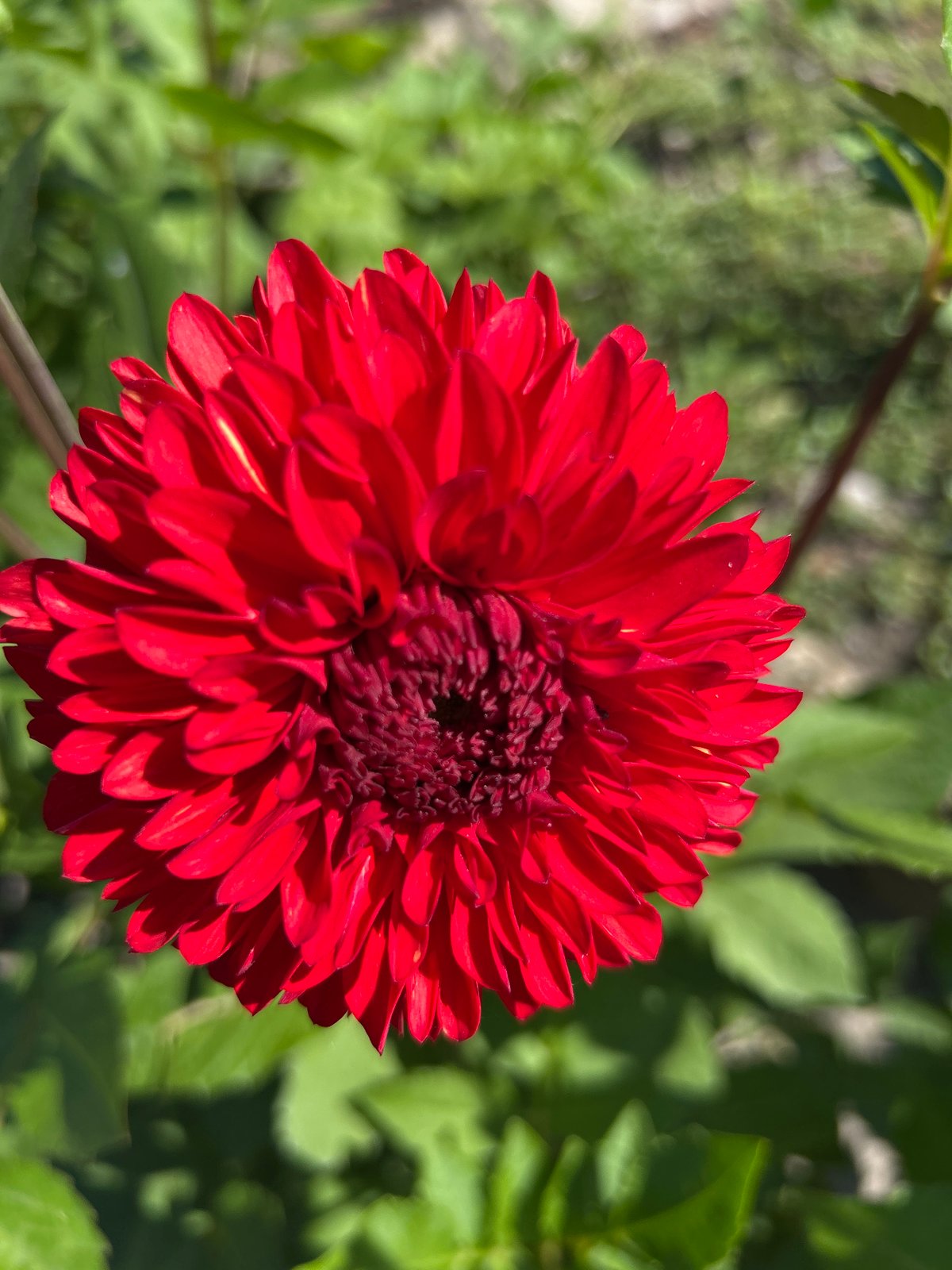 Summer garden in Labinsk — flowers, spiders, and crops up close