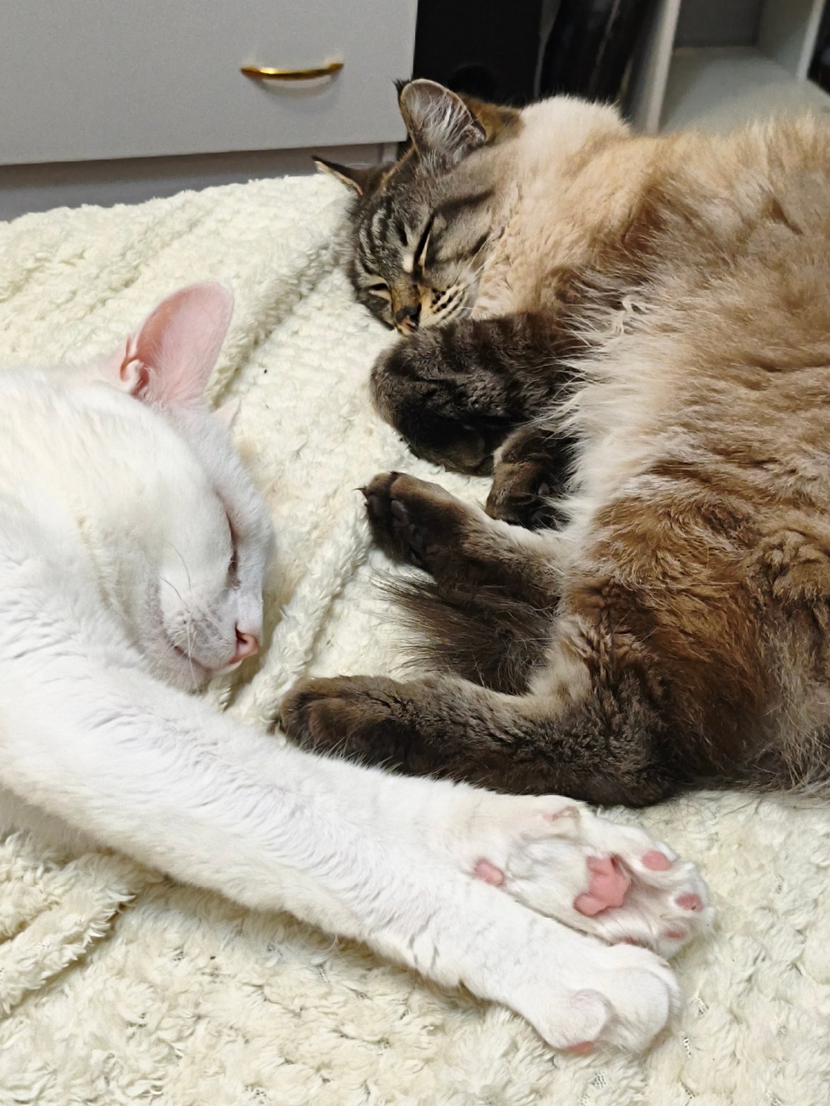 Two cats sleep peacefully indoors in Sevastopol