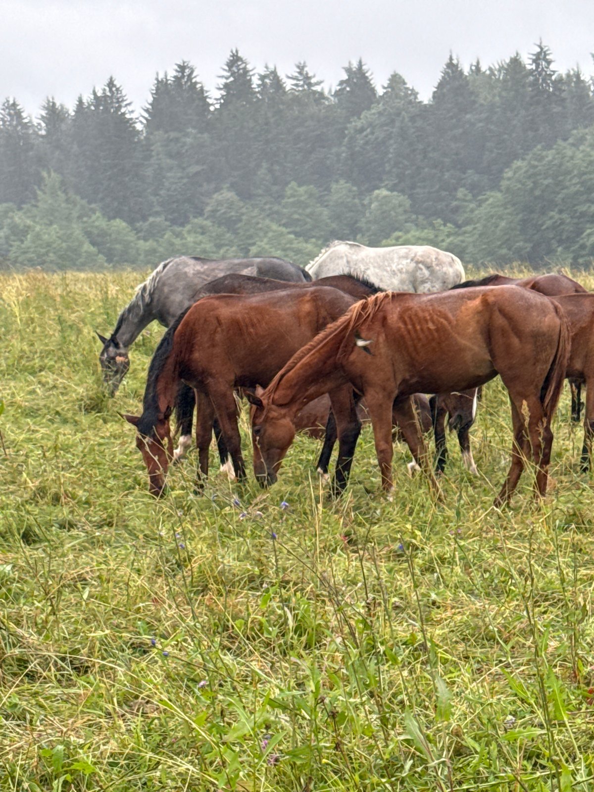 Horses grazing in rural Lithuania, rainy morning on the pasture