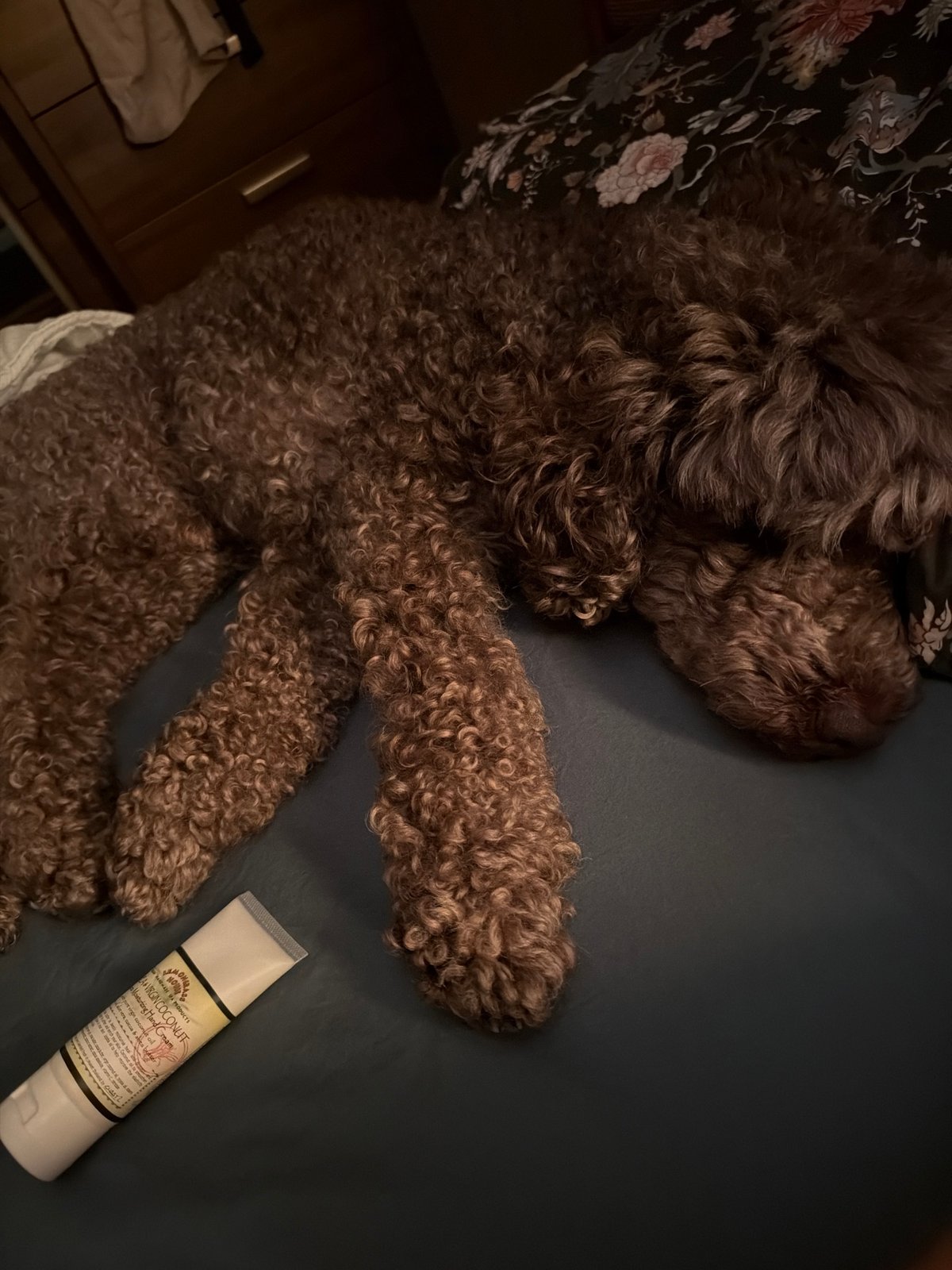 Curly-haired dog photographed resting on bed in Krasnoyarsk