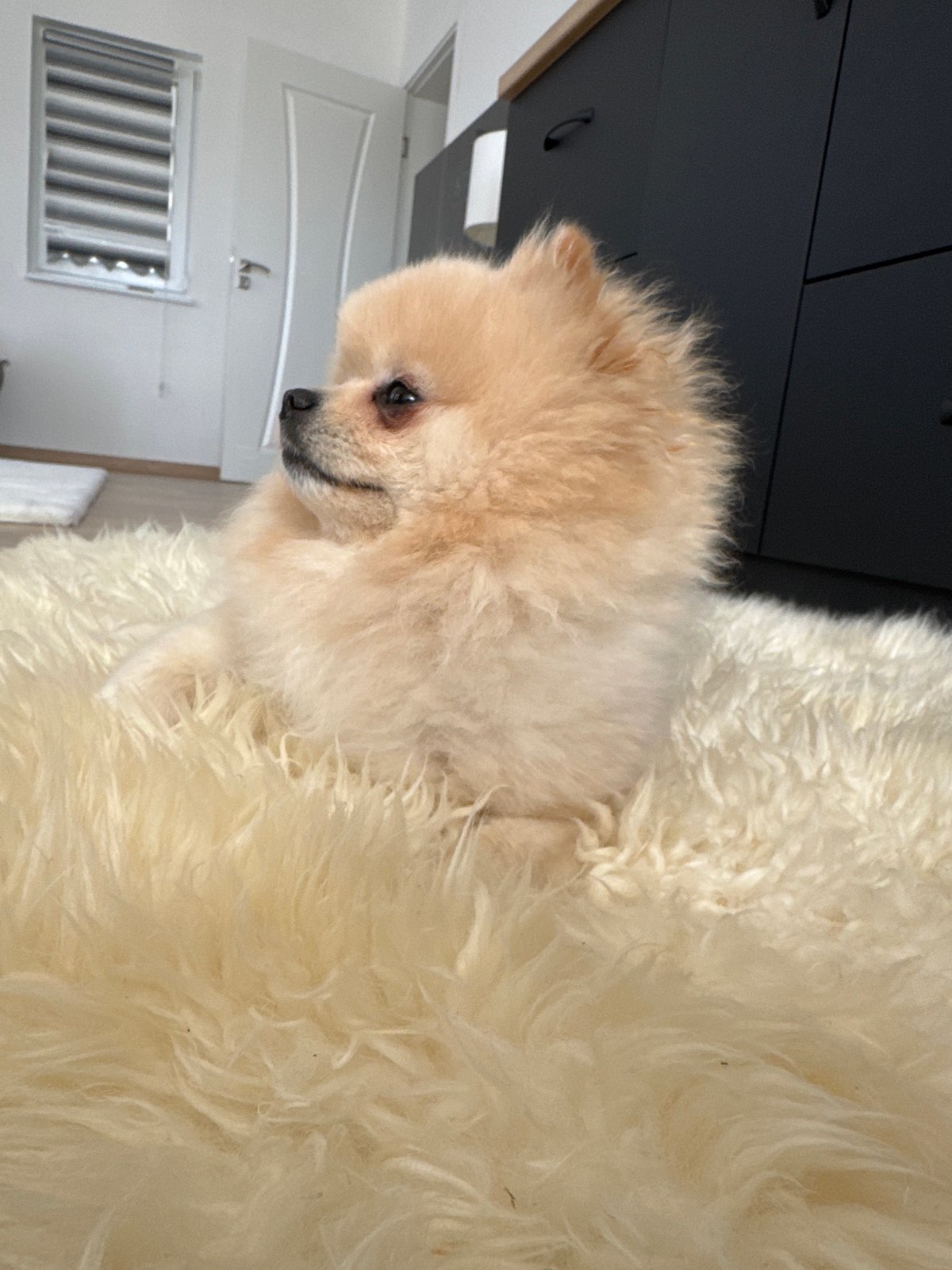 Pomeranian dog rests peacefully on rug in Bulgarian village