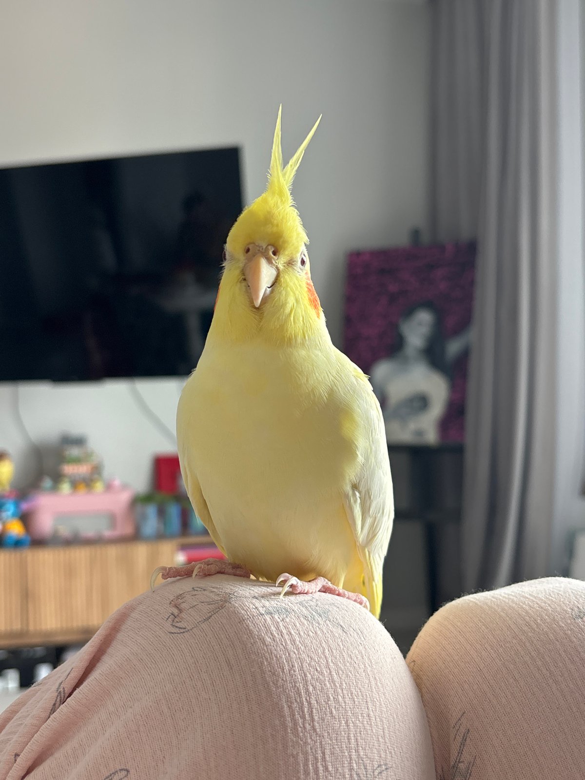 Pet cockatiel enjoys morning bonding time with owner in Krasnoyarsk