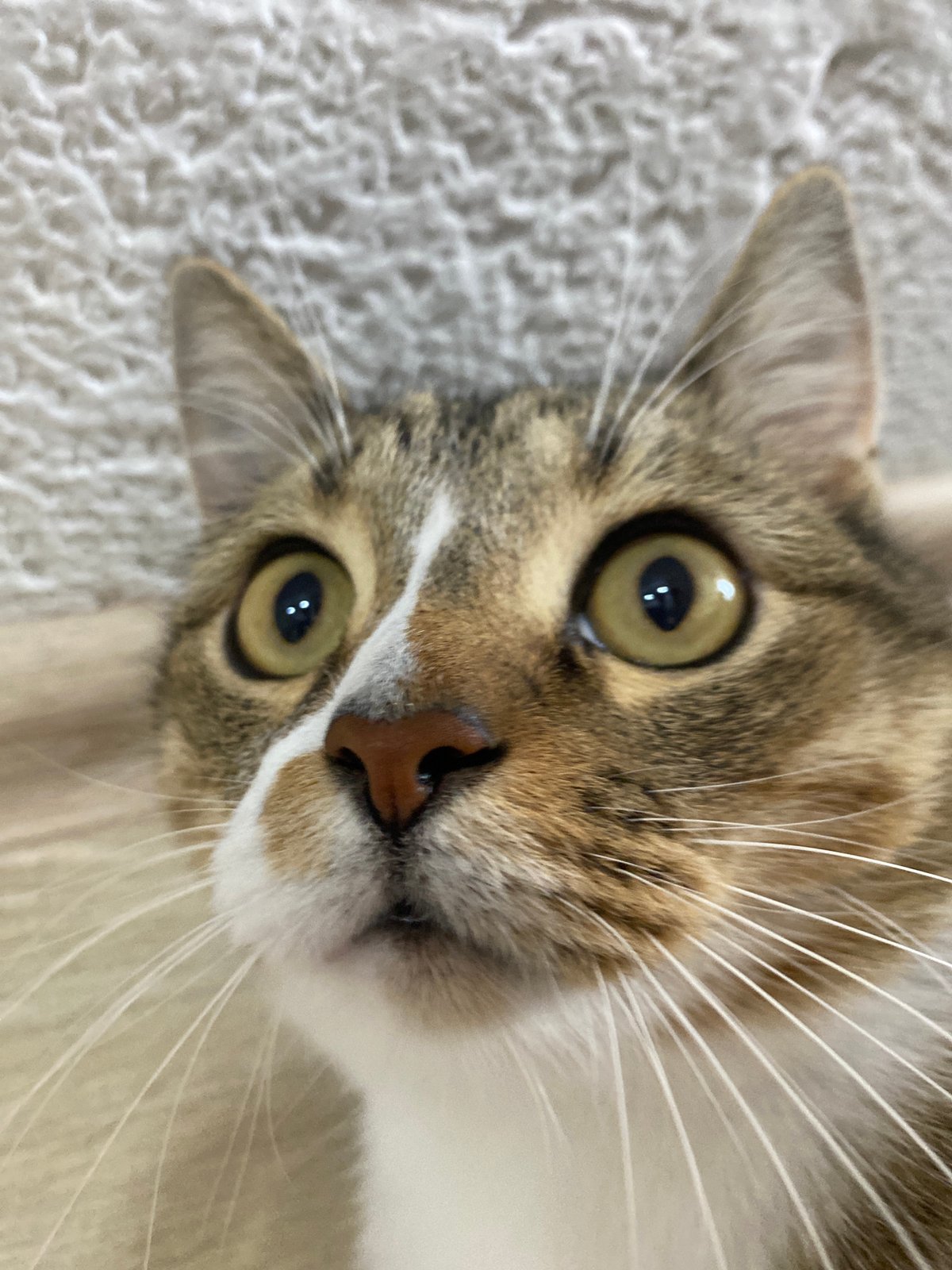 Close-up portraits of three cats in Novokuybyshevsk