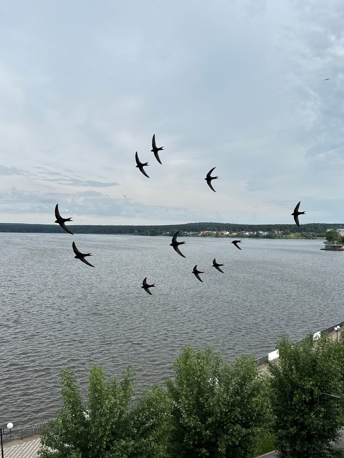 Birds observed flying over Votkinsk Reservoir under overcast skies