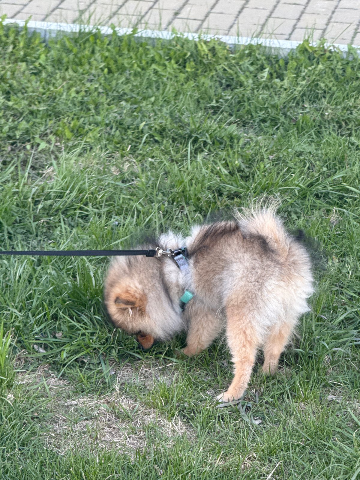Child and Pomeranian enjoy quiet park time in Yekaterinburg