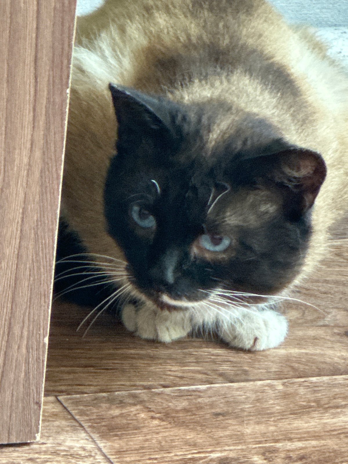 Siamese cat photographed resting on wooden surface in Russia