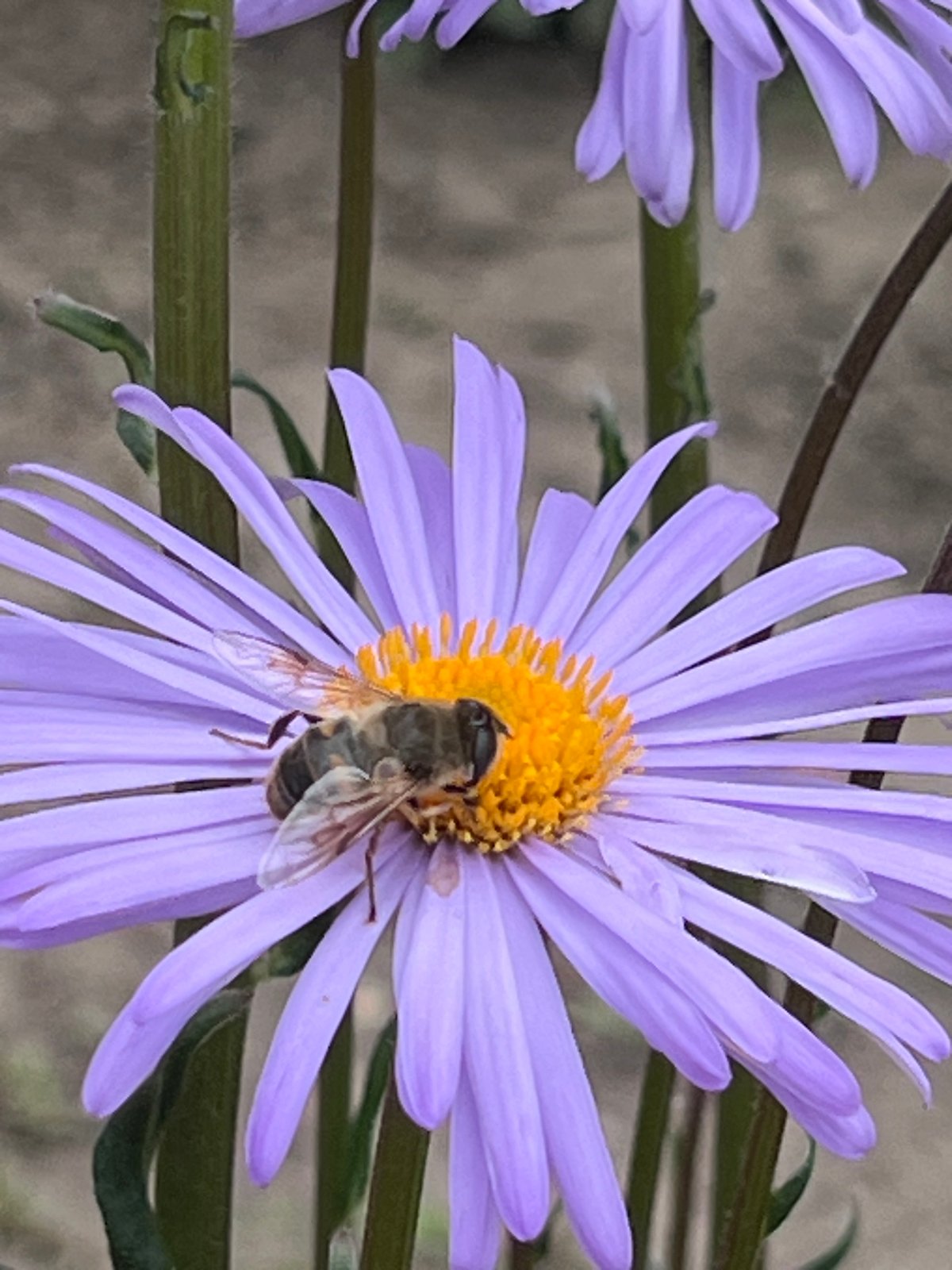 Garden pollinators and resting dogs on a June morning in Ilavche
