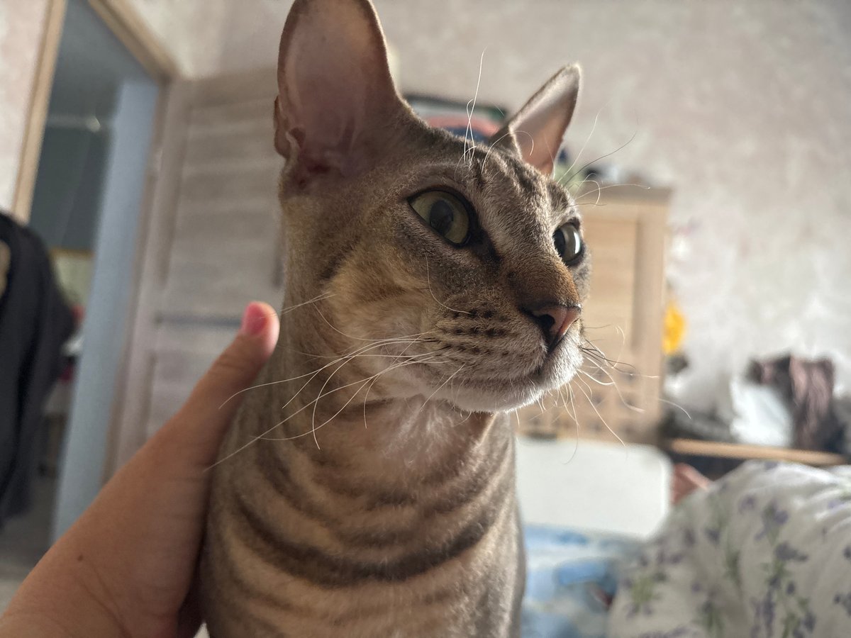 Tabby cat petted in close-up photograph in Natukhayevskaya