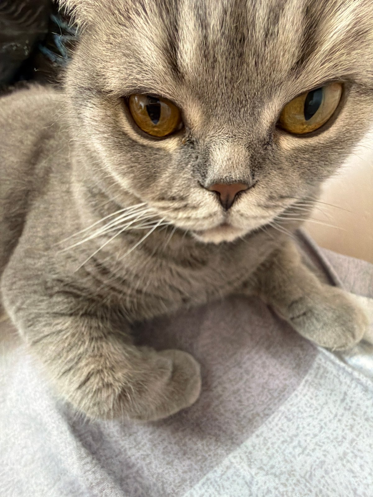 Grey cat photographed multiple times in Perm home