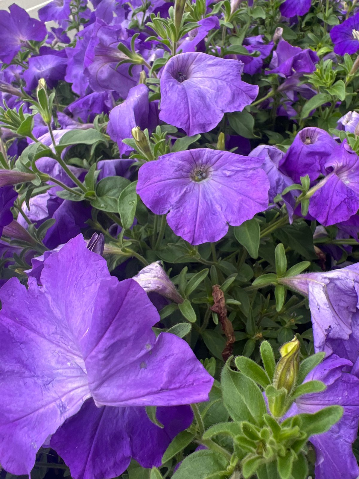 Close-up garden flower series spanning purples, reds, pinks, and whites