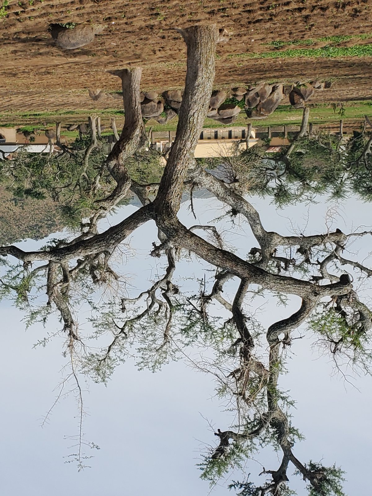 Rural village morning: people, vehicles, animals, and infrastructure