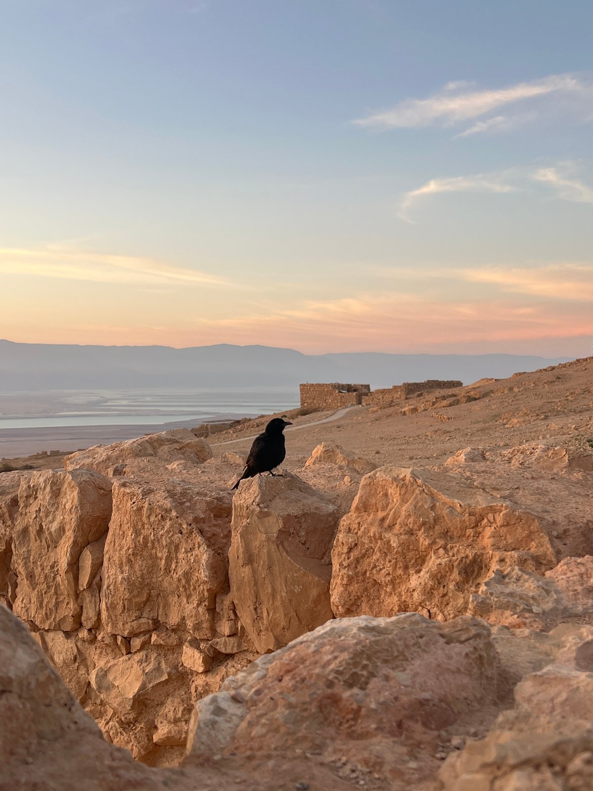 Tristram's starling spotted at Masada overlooking Dead Sea