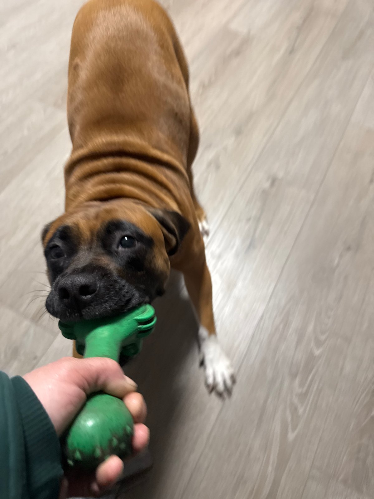 Boxer dog and spring daffodils captured in Chaikovsky, Russia