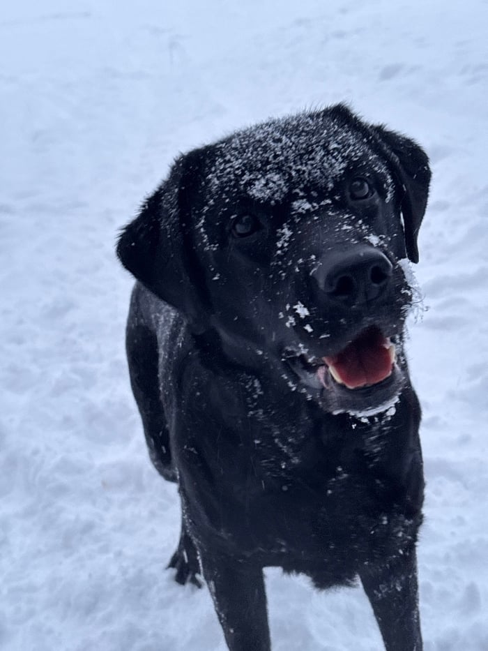 Black Lab plays with frisbee in snowy Chaikovsky forest