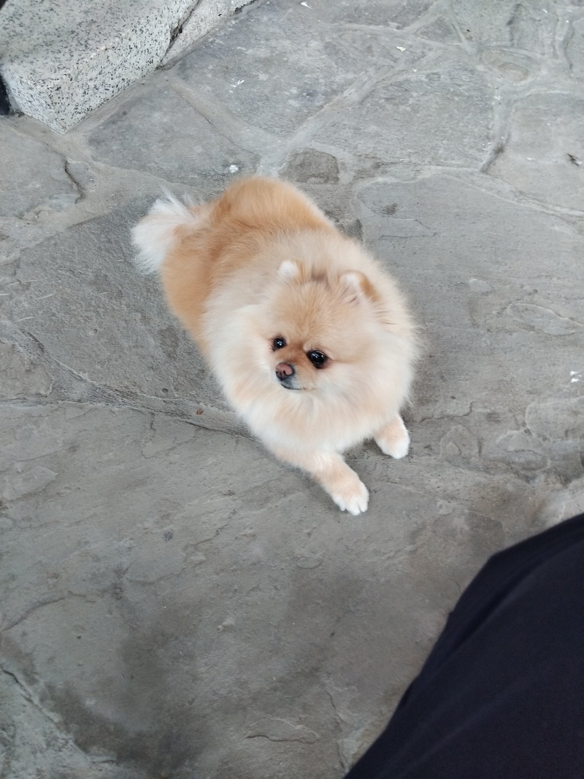 Pomeranian dog spends morning on stone patio in Bulgarian town