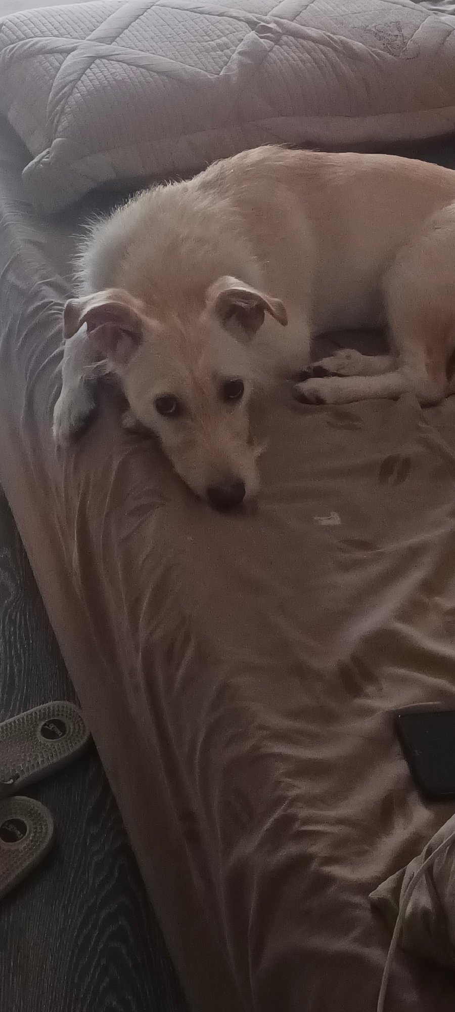 Floppy-eared dog lounging on a bed in Almaty