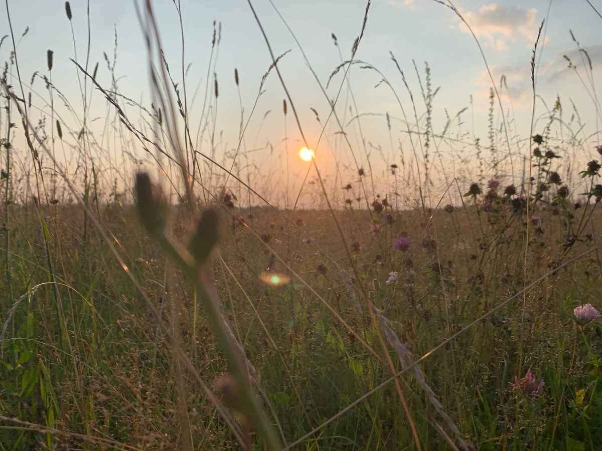 Motorcycle parked at sunset in a wildflower field, Panteleevka