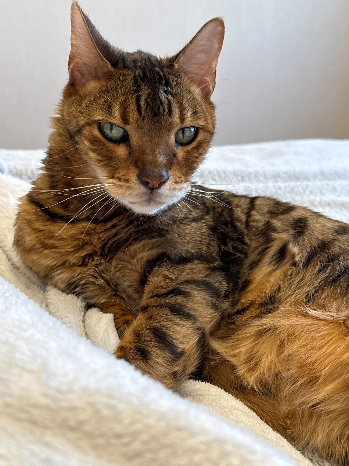Cats photographed resting and grooming on white bedding