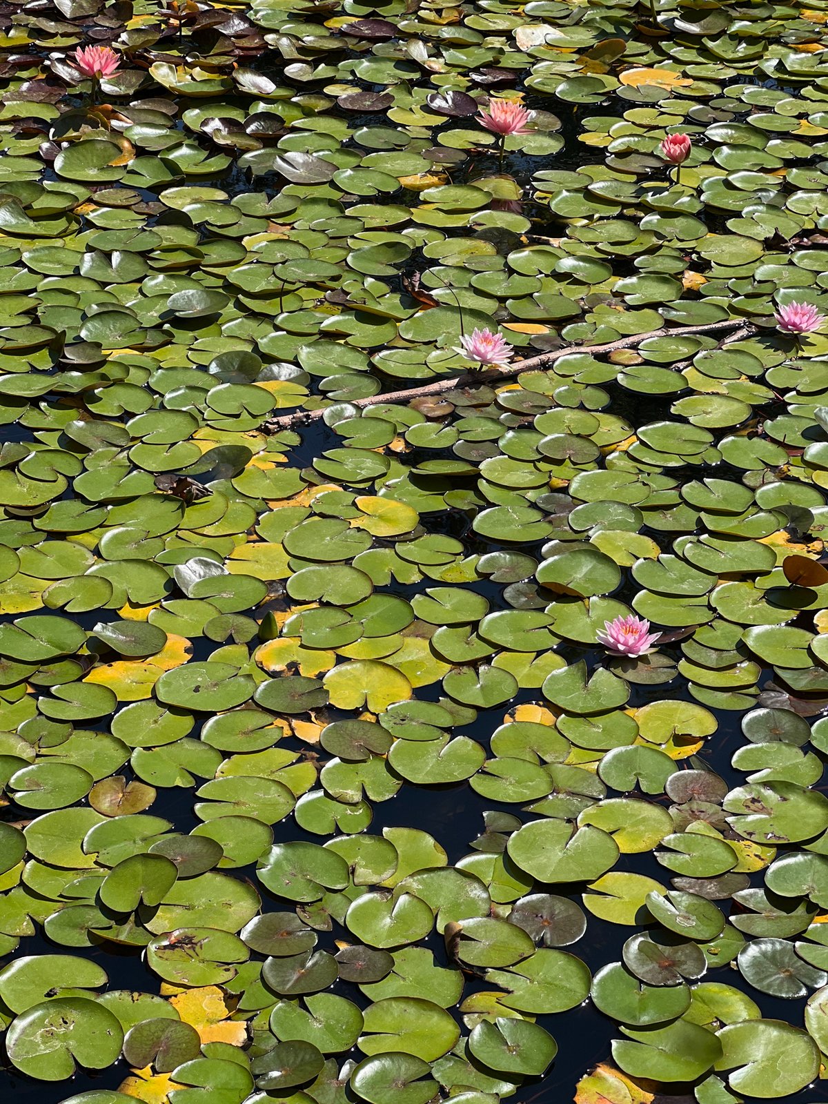 Water lily pond in Kiryat Bialik, Israel