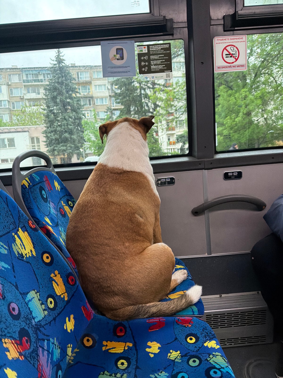 Dog rides public bus in Sofia, gazing out window